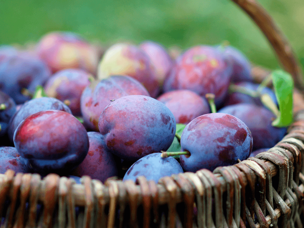 ReFED Mid-Month Update | June 2024