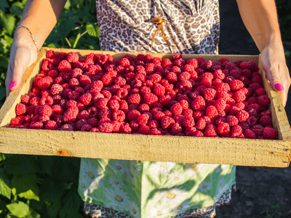 The ReFED Surplus | June 2024