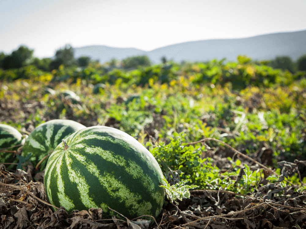 The ReFED Surplus | June 2023