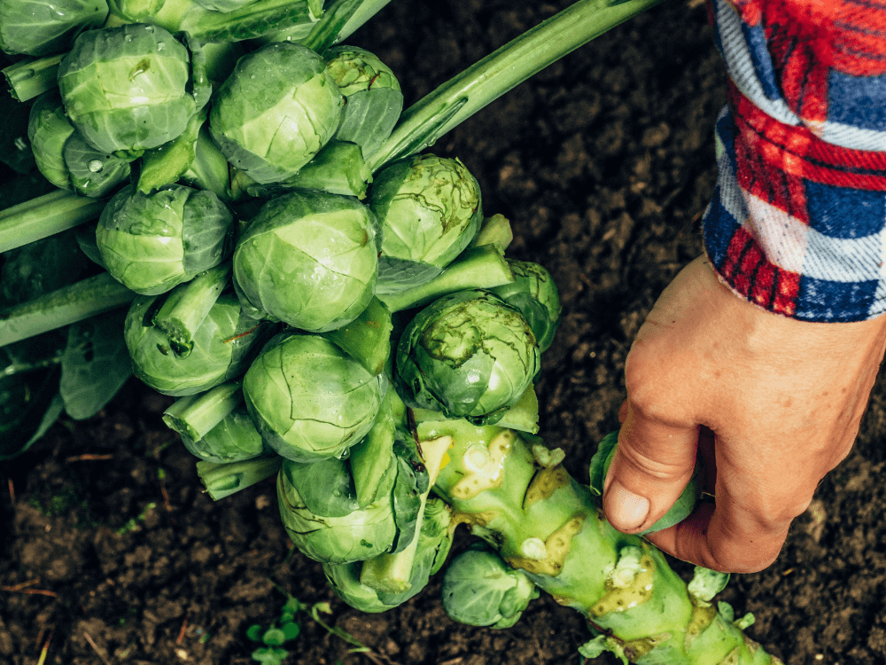 The ReFED Surplus | March 2024