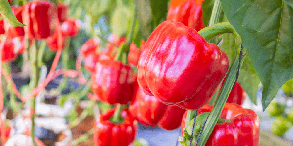 The ReFED Capital & Innovation Market Update | August 2022