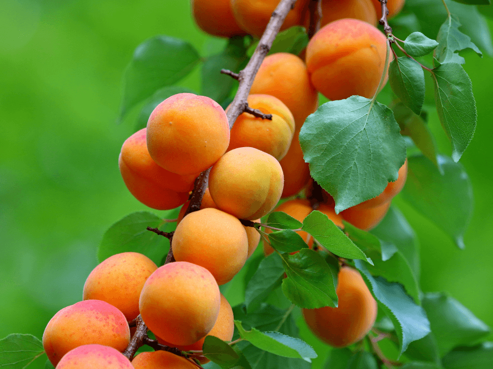 The ReFED Surplus | July 2023