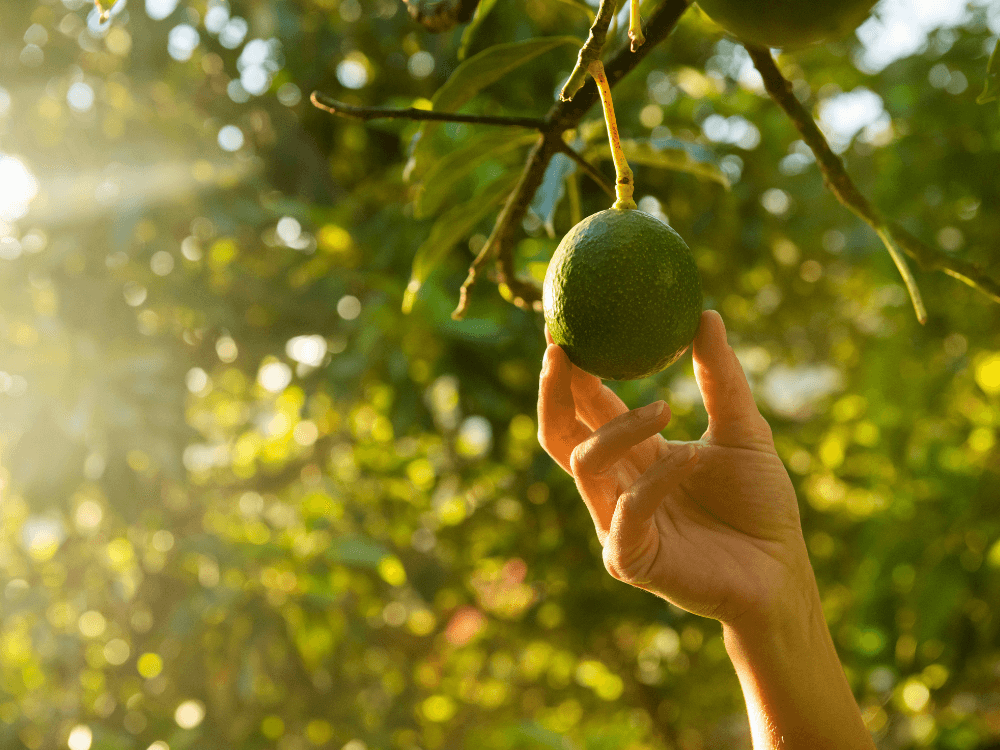  ReFED Mid-Month Update | January 2024