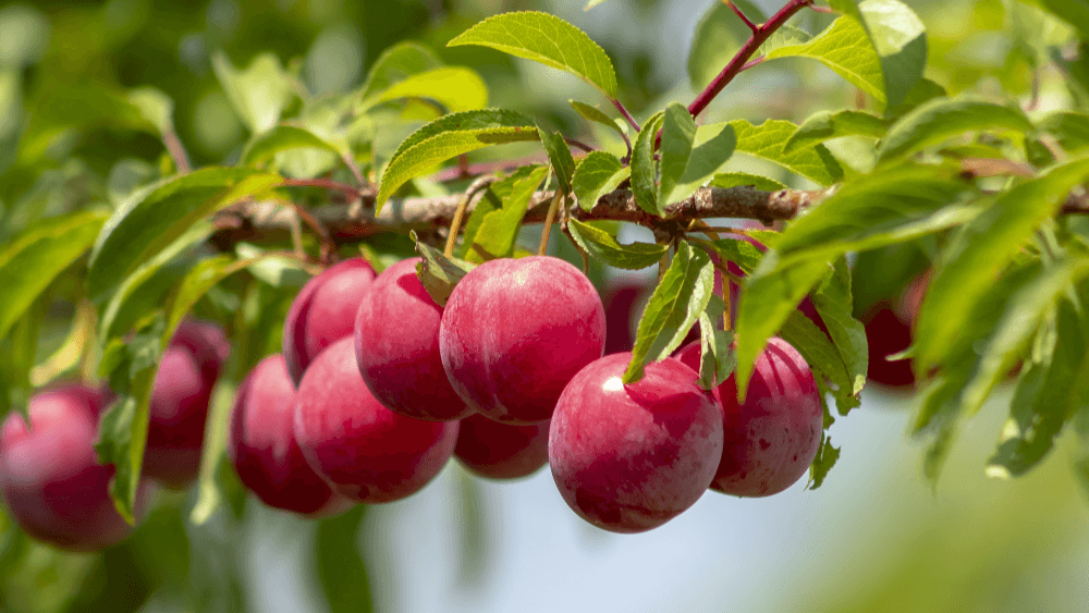 ReFED Mid-Month | July 2023