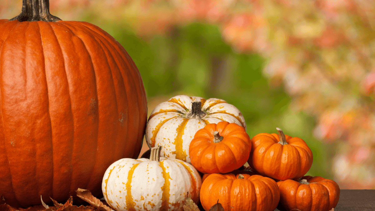 ReFED Mid-Month Update | November 2023