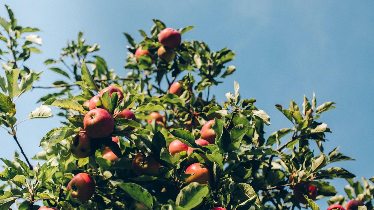 ReFED Quarterly | Fall 2020