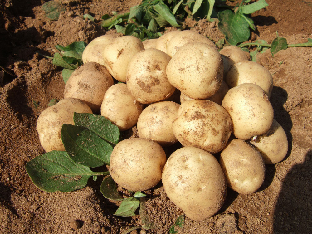 The ReFED Capital & Innovation Market Update | November 2021