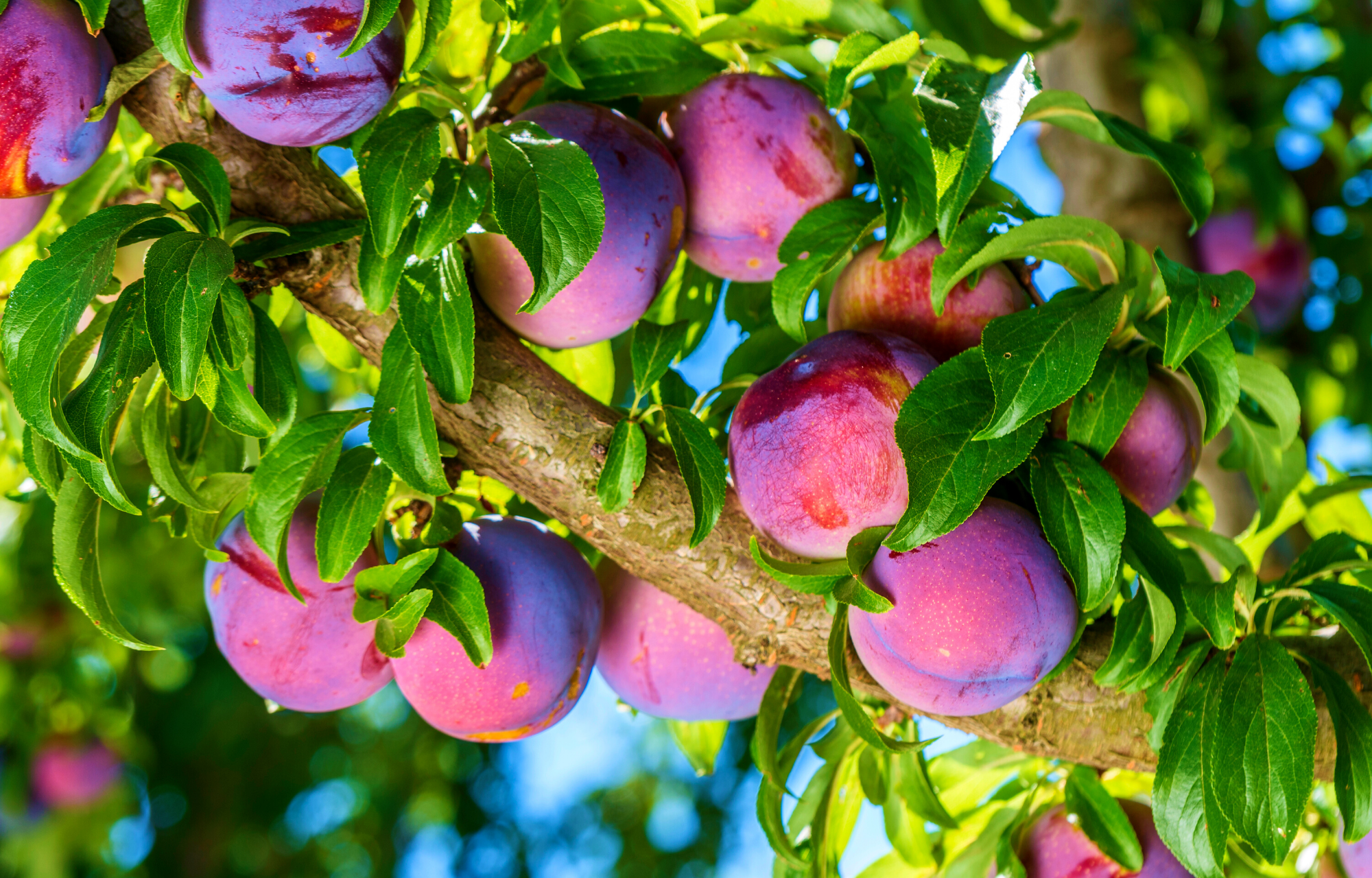 What's Happening at ReFED | August 2022