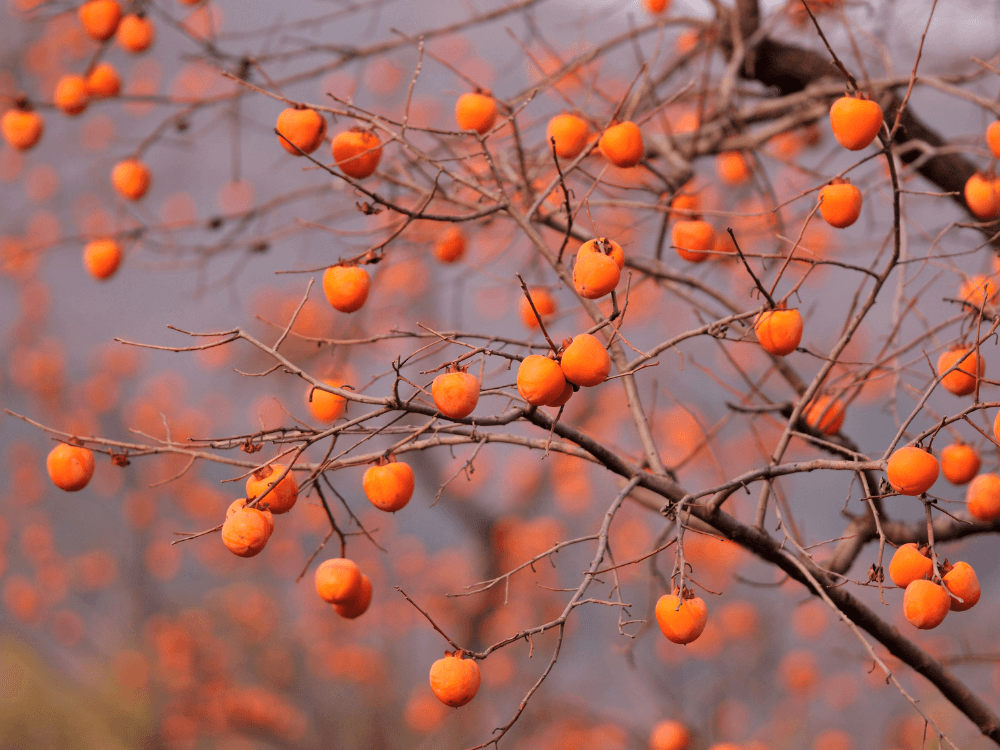 The ReFED Surplus | December 2023