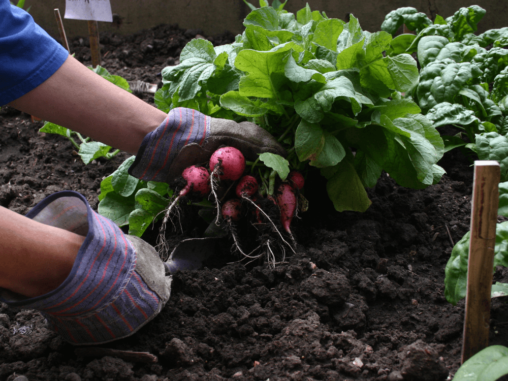 The ReFED Surplus | May 2024